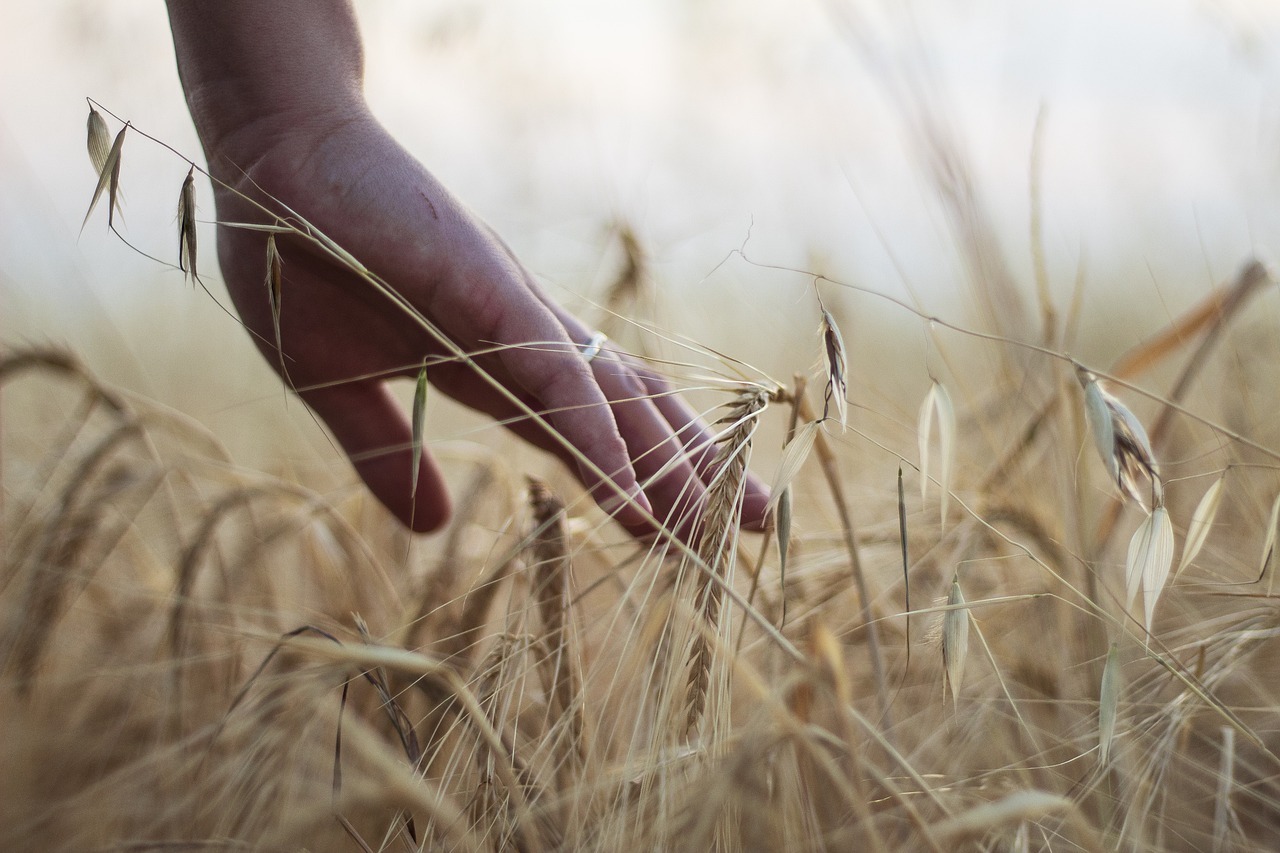 hand, wheat, rural